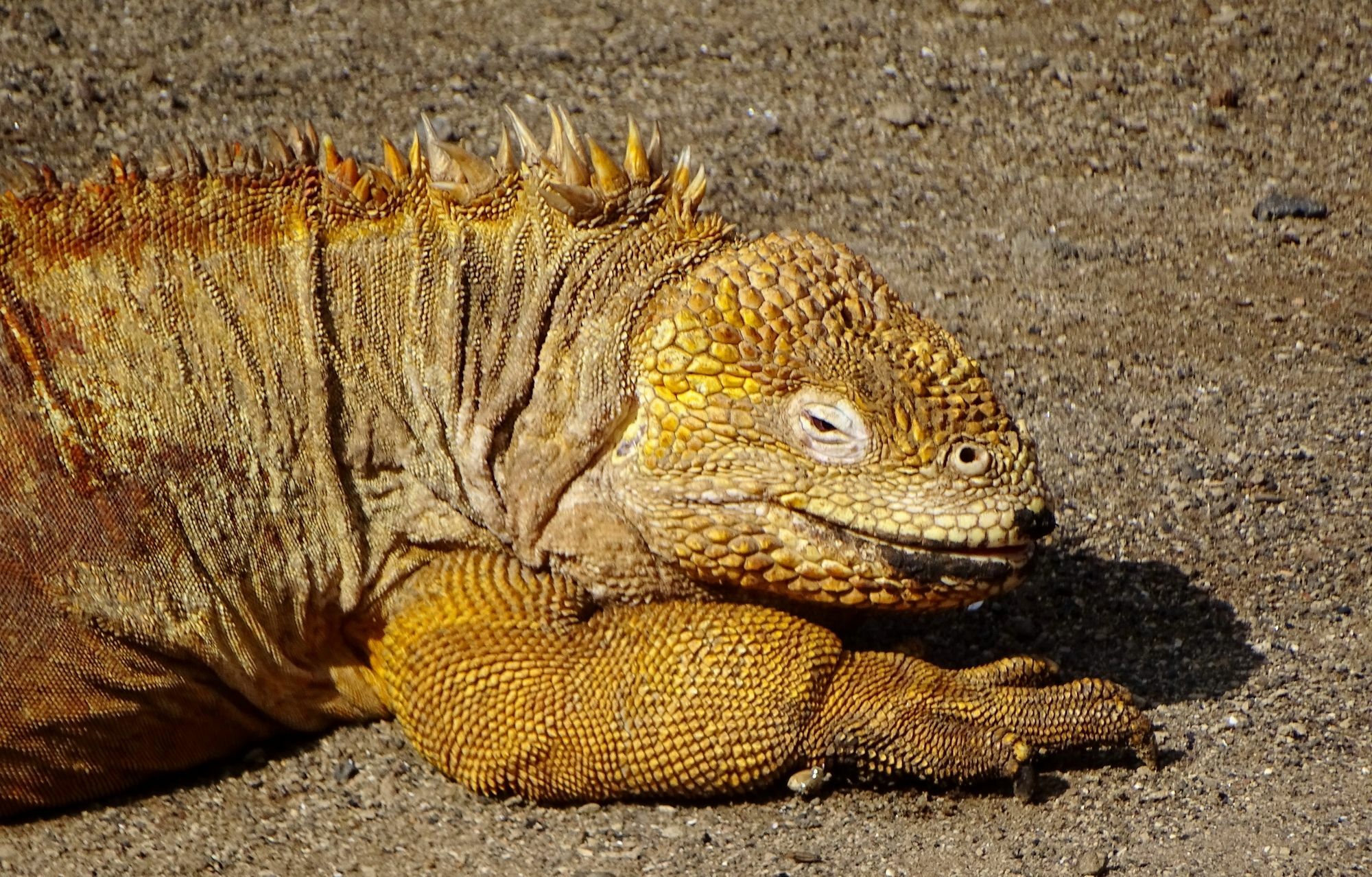 פורטו איורה Galapagos Chalet מראה חיצוני תמונה